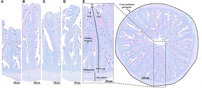 A commercial blend of macroalgae and microalgae promotes digestibility, growth performance, and muscle nutritional value of European seabass (Dicentrarchus labrax L.) juveniles